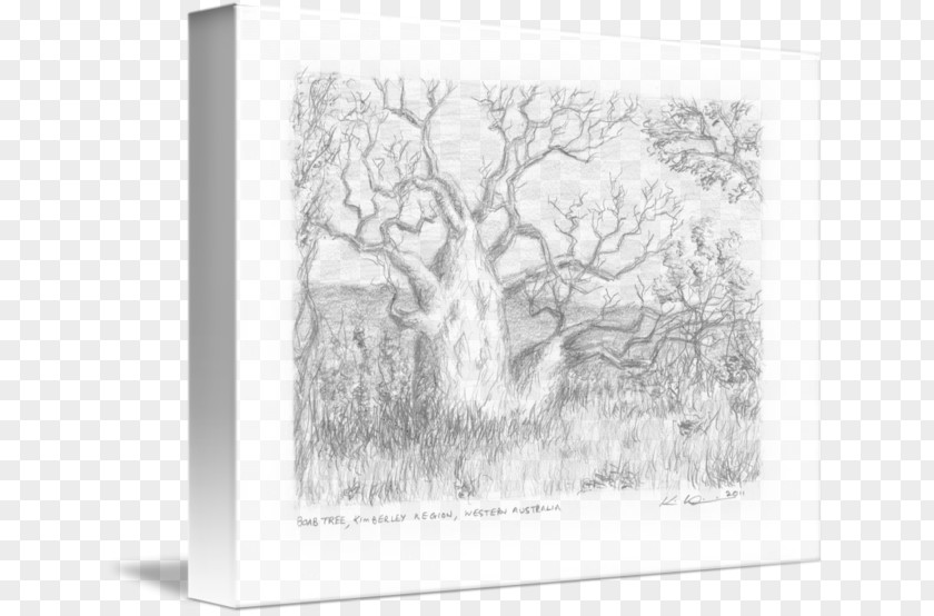 Tree Sketch Paper Picture Frames Image PNG