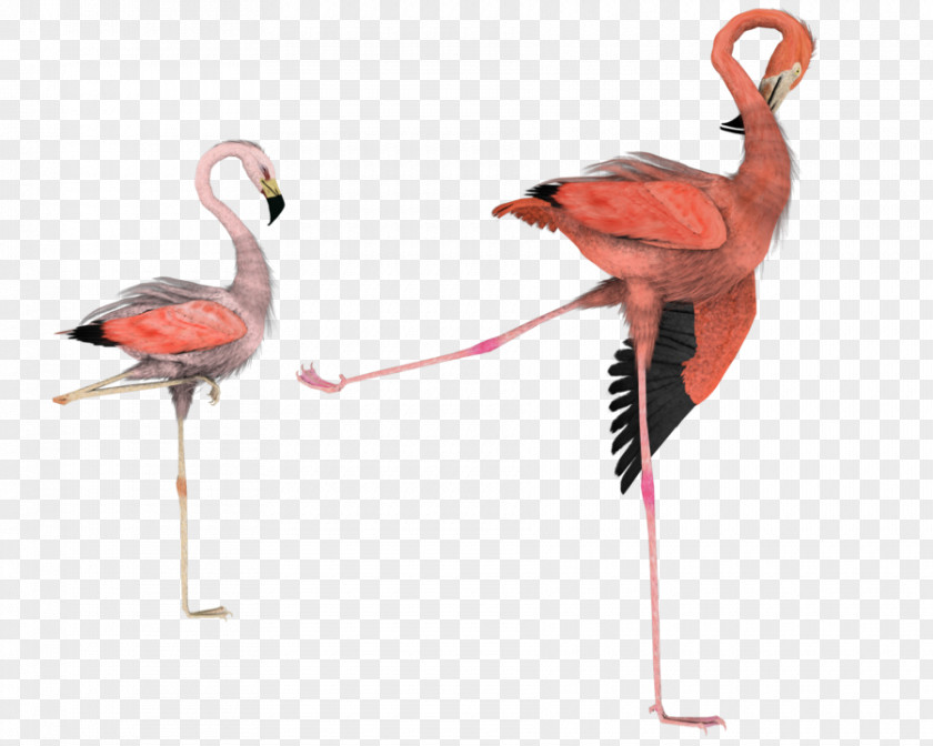 Bird Flamingo Art Clip PNG