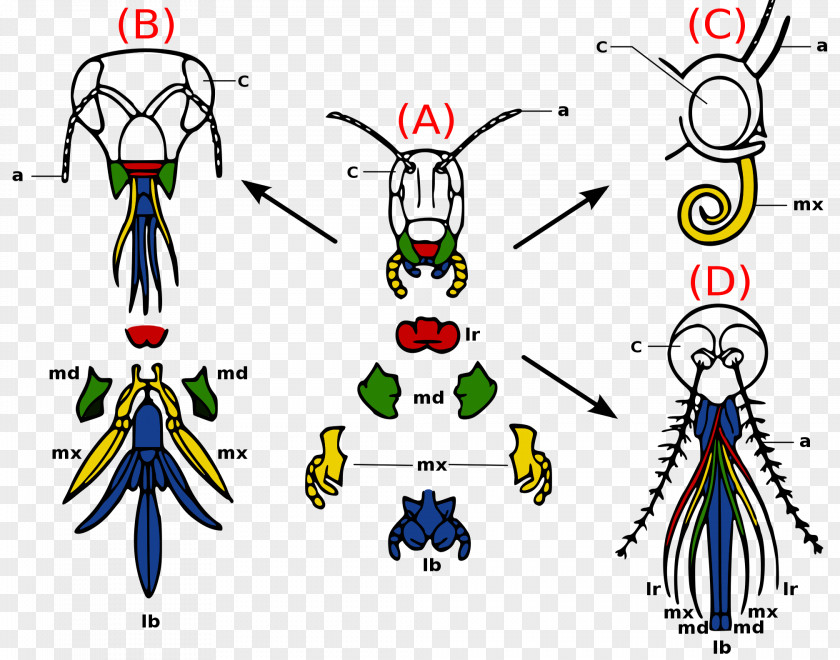 Evolution Insect Mouthparts Arthropod Morphology Labrum PNG