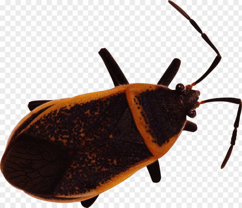 Bug Image Bed Insect Chinese Translation English PNG