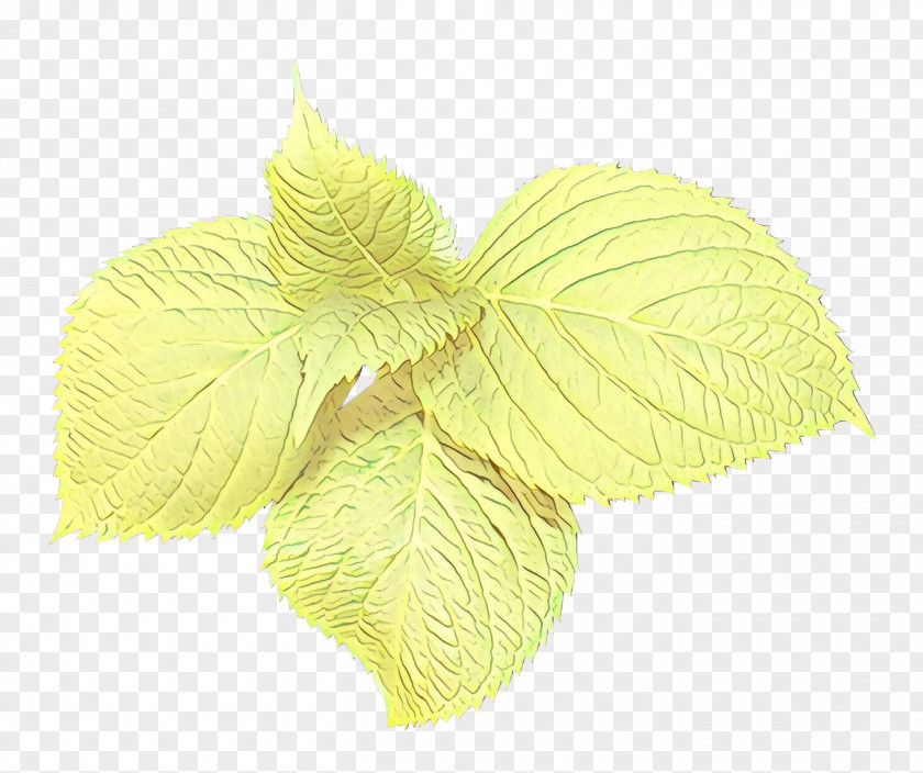 Petal Flower Leaf Yellow Plant PNG
