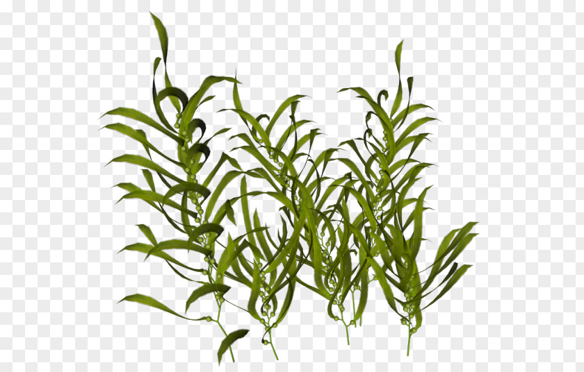 Sea Seaweed Ocean Aquatic Plants PNG