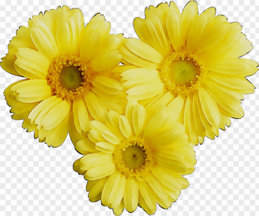 Transvaal Daisy Chrysanthemum Cut Flowers Russia Argyranthemum PNG