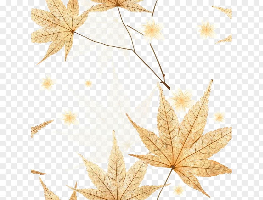Yellow Autumn Leaves Leaf PNG
