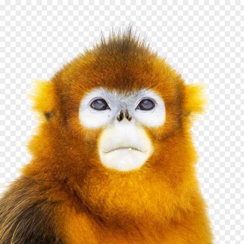 2017 Golden Monkey Face Closeup China Primate Snub-nosed Ape PNG