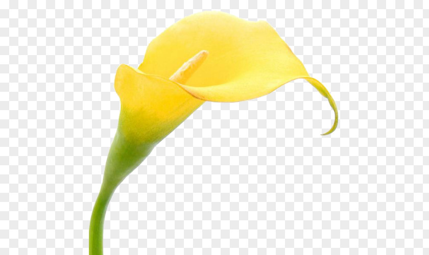 Yellow Arum Flower Plant Headgear PNG