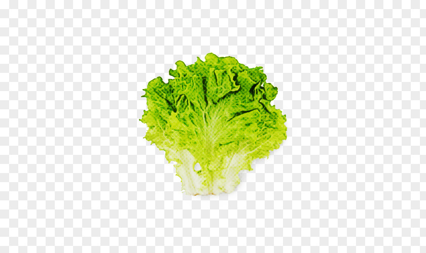 Cabbage Food Romaine Lettuce Red Leaf Aquarium PNG