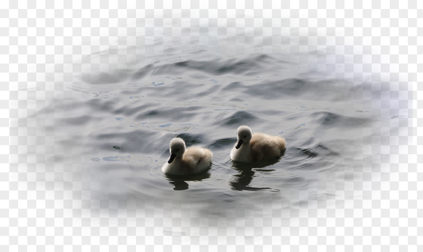 Duck Goose Desktop Wallpaper Cygnini PNG