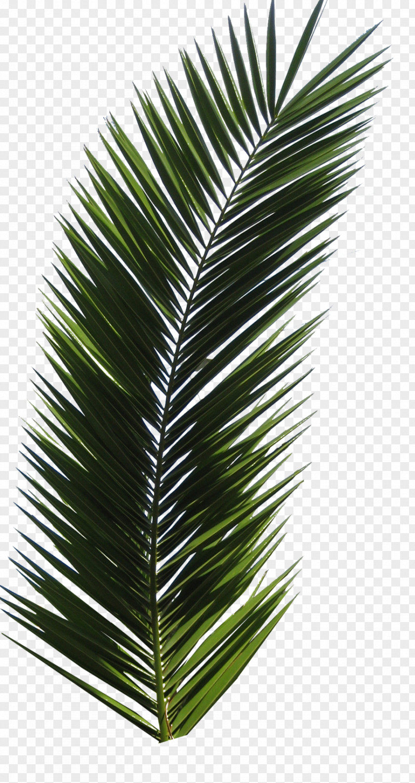 Palm Tree Arecaceae Leaf Clip Art PNG