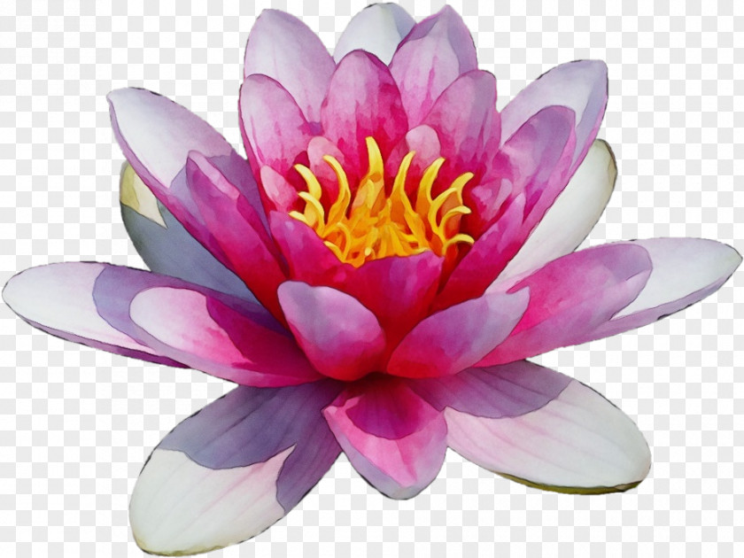 Plant Water Lily Lotus PNG