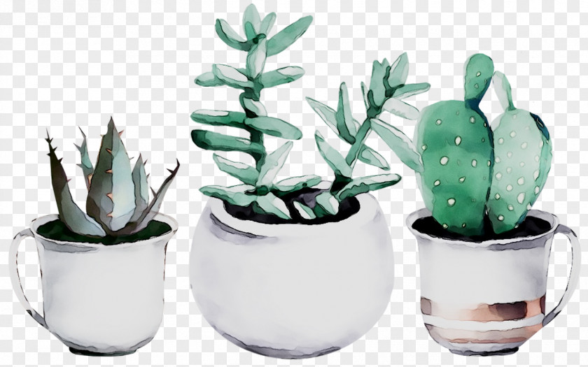 Cactus Succulent Plant Watercolor Painting Drawing Art PNG