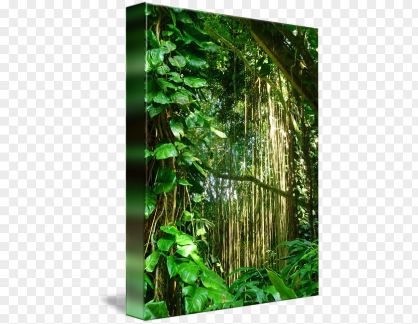 Jungle Vines Rainforest Biome Nature Reserve Vegetation PNG