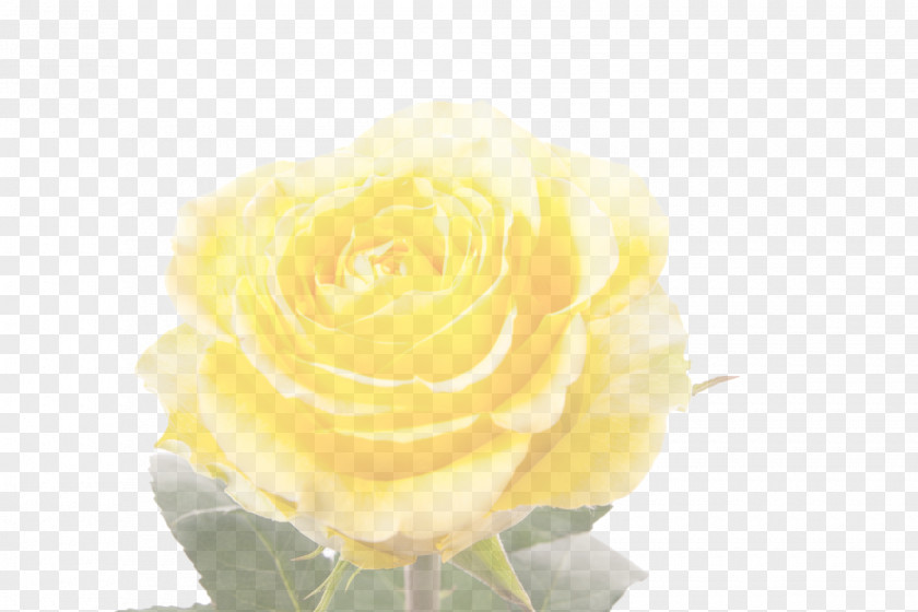 Yellow Rose Desktop Wallpaper Display Resolution PNG