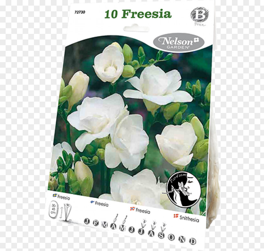 Bulb Freesia Cut Flowers White PNG