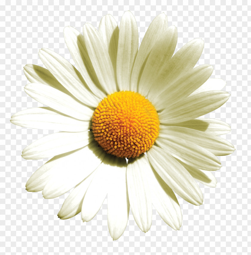 Chamomile German Flower Oxeye Daisy Roman PNG