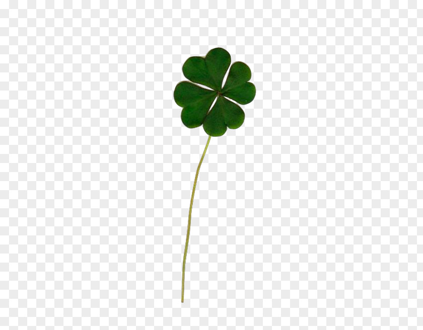 Droopy Four-leaf Clover Luck White Drawing PNG