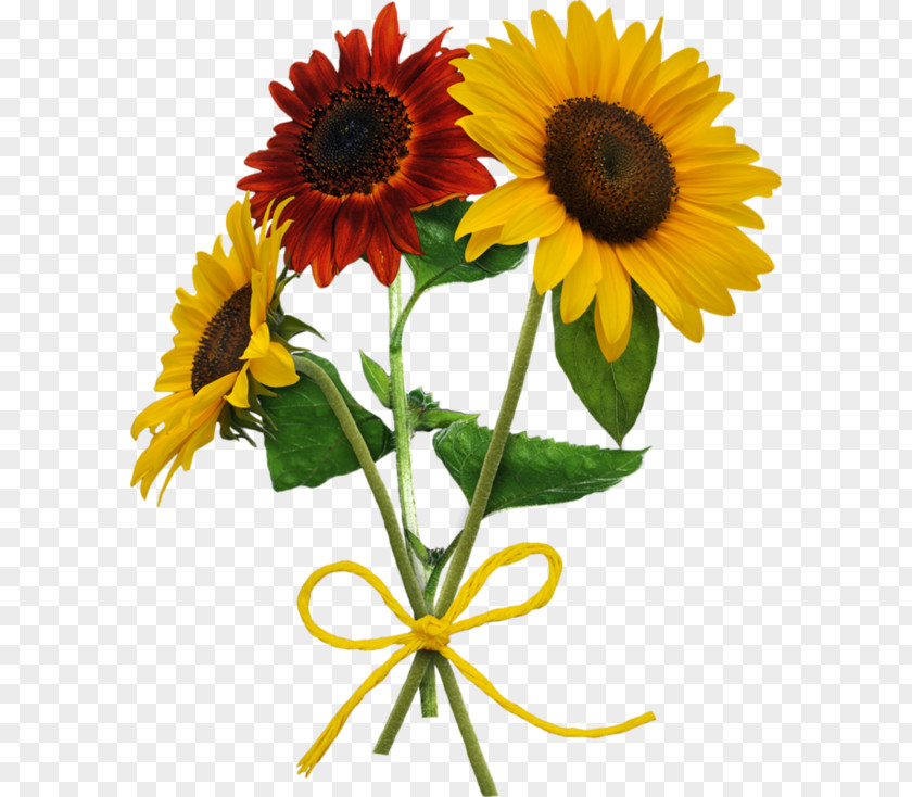 Memphis Belle Спасибо за любовь Love Daisy Family Common Sunflower Verse PNG