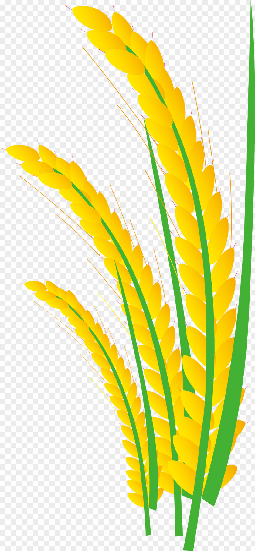 Paddy,Rice,Rice,Hedao,Rice Rice Gadu Paddy Field Gratis PNG