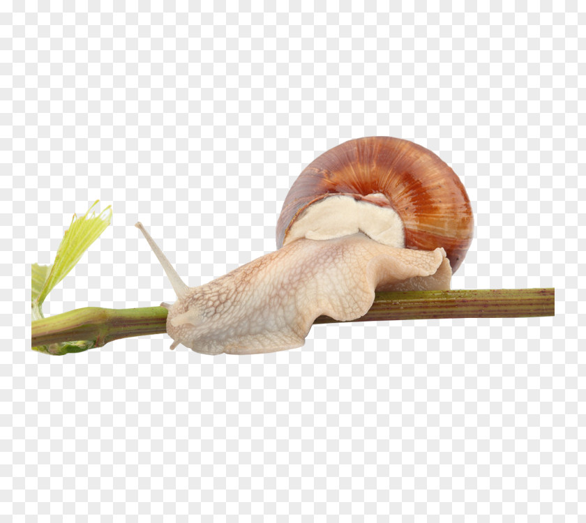 Small Snail Orthogastropoda Caracol Euclidean Vector PNG