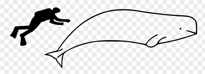 Cartoon Whale Drawing Balaenidae Line Art Animal Beluga PNG