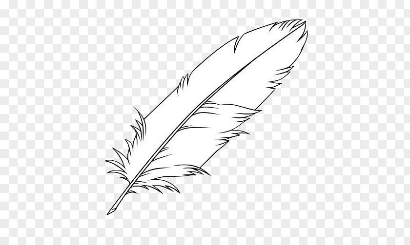 Feather Drawing Coloring Book Clip Art Bird PNG