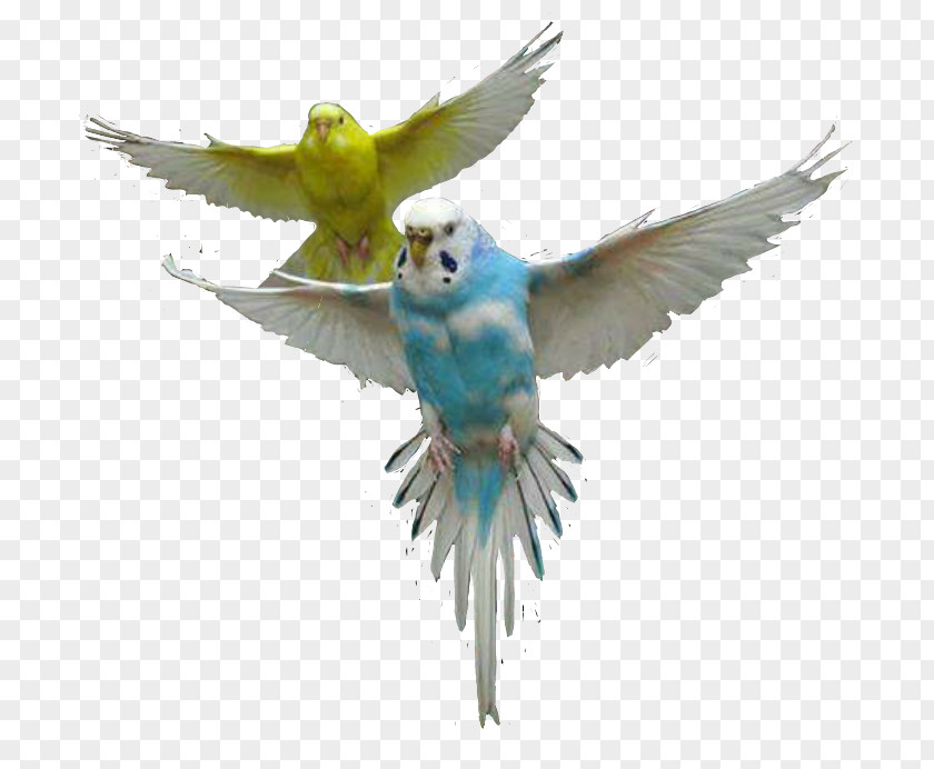 Bird Flying Parrot Budgerigar Macaw Parakeet PNG