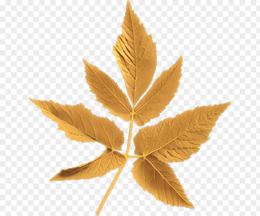 Maple Hemp Family Tree Background PNG