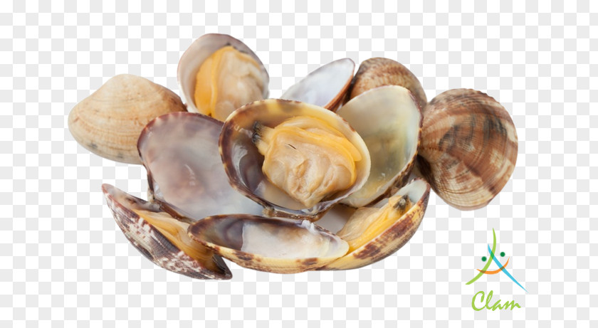 Clam Oyster Cockle Mussel Fried Clams PNG