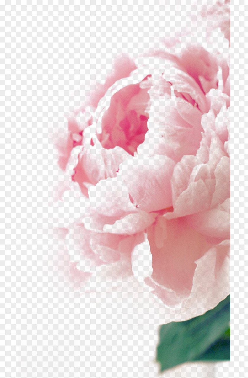 Color Peony States Birthday Flower Bouquet Greeting Card Wish PNG