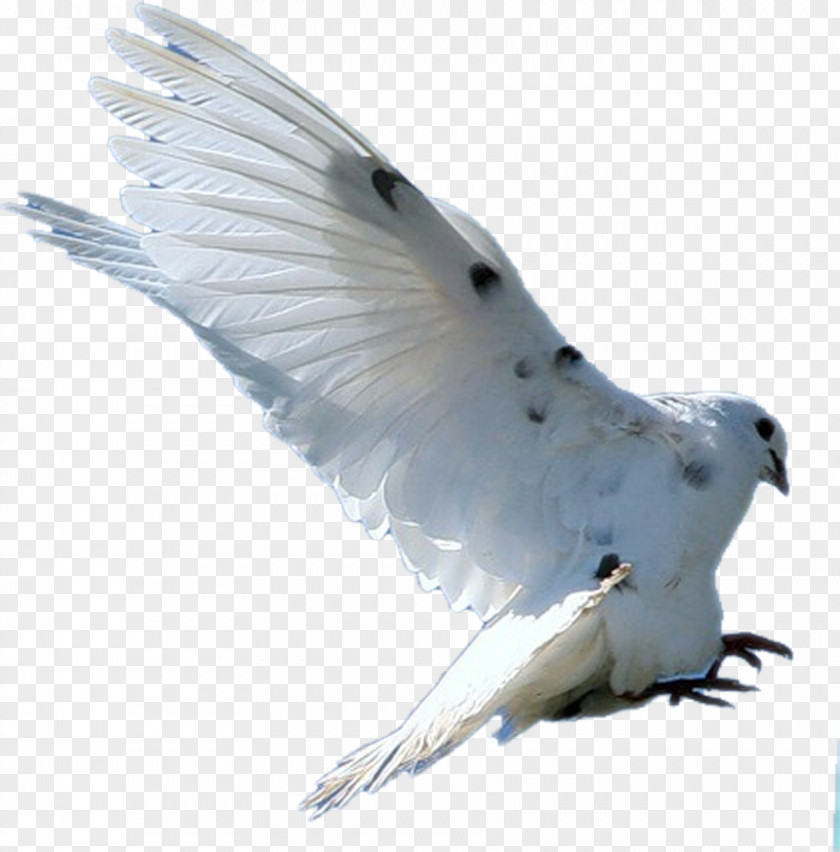 Flying Seagull Bird Columbidae Rock Dove Feather PNG