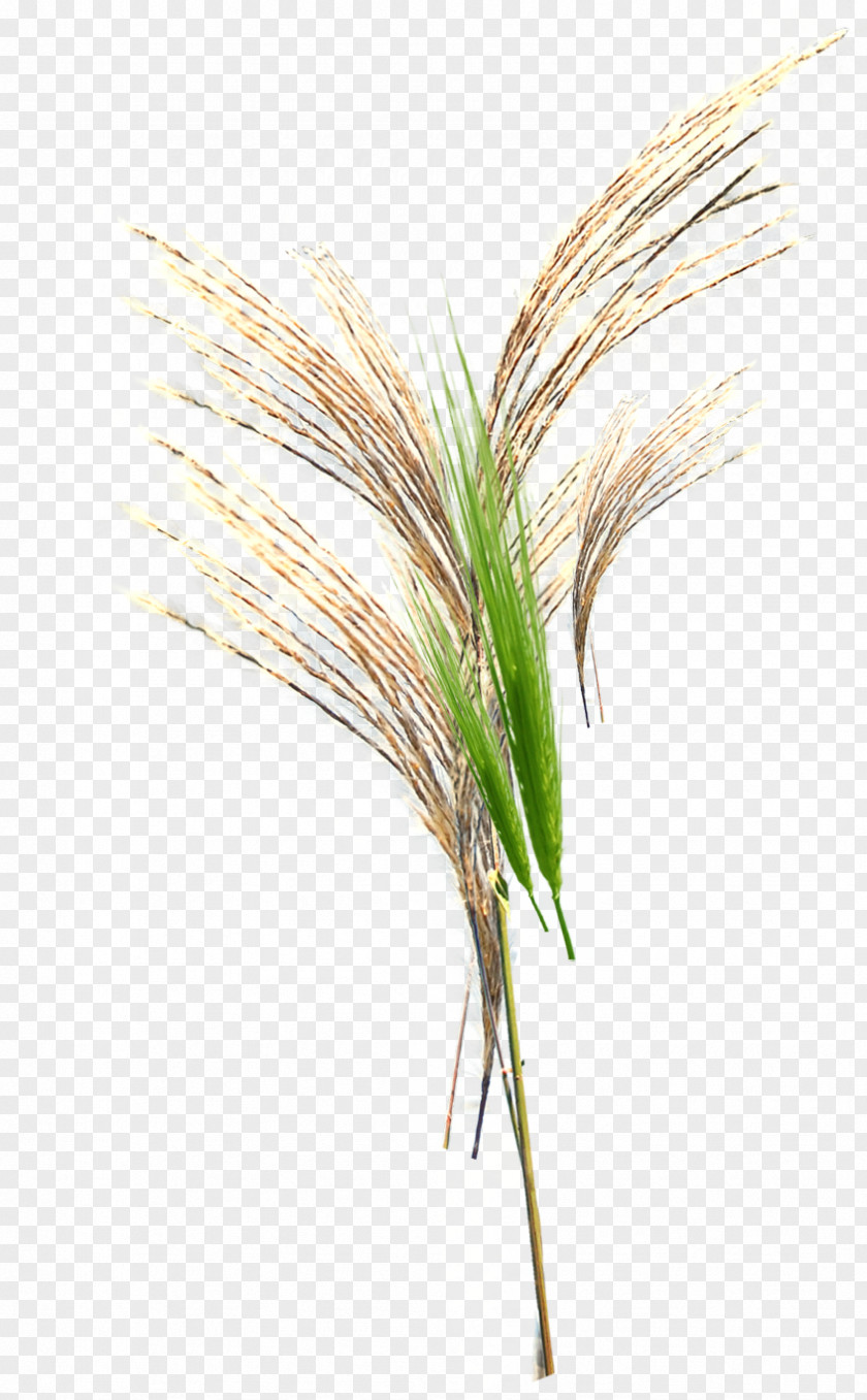 Green Grass Grasses Google Images Download Broom-corn PNG