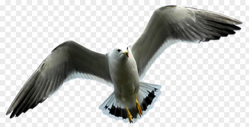 Little Sailor European Herring Gull Gulls Vulture Eagle Beak PNG