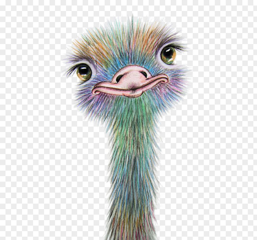 Ostrich Watercolor Painting Art Drawing Common PNG
