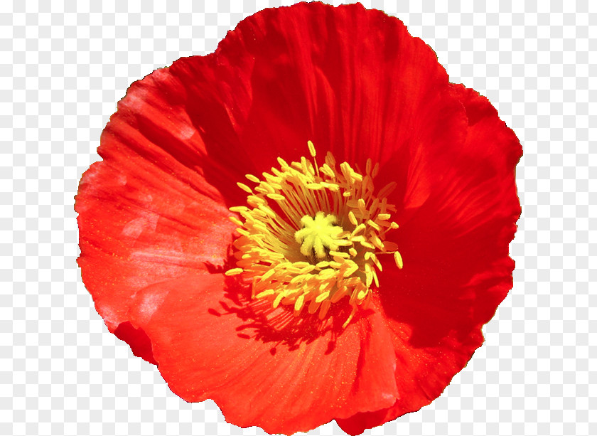 Poppy Common Cut Flowers Flower Bouquet PNG