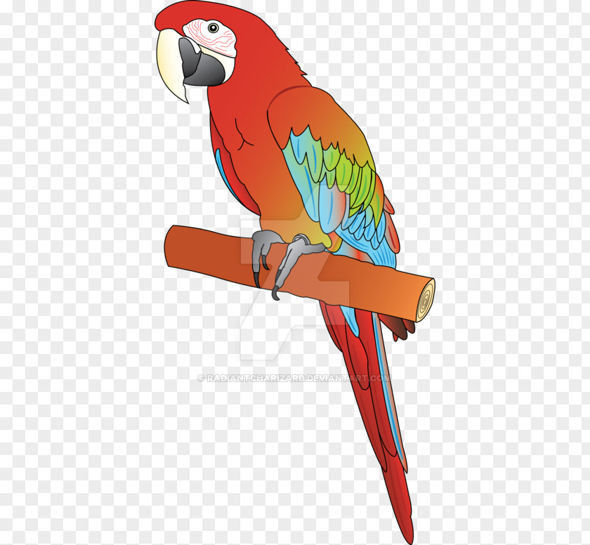Redandgreen Macaw Parrot Beak Clip Art PNG