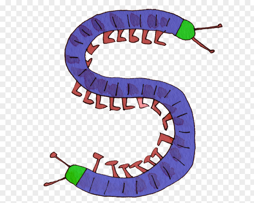 Scolopendra Centipedes Clip Art Illustration Image PNG