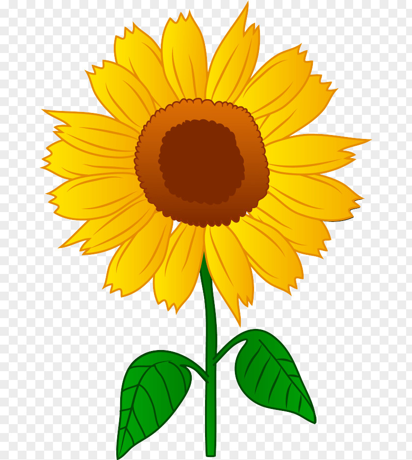 Sunflower Drawing Flowering Plant Clip Art Free Content Image Line PNG