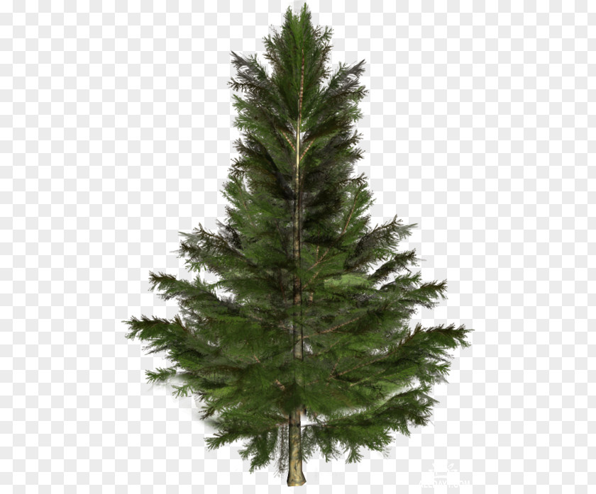 Tree Spruce Fir Larch Pine PNG