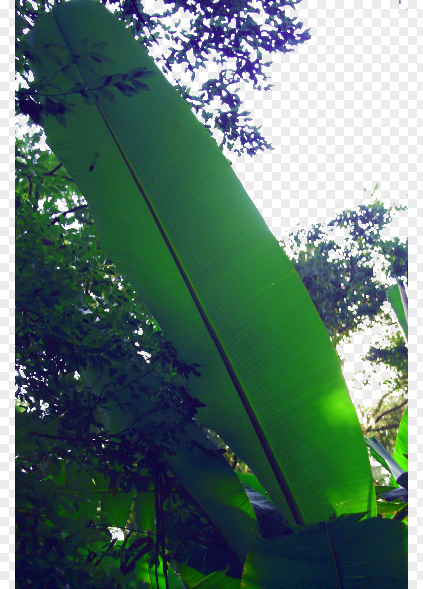 Tropical Banana Leaves Leaf Musa Basjoo Wallpaper PNG