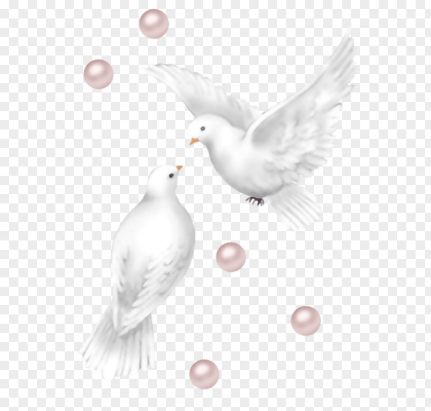 Wedding Columbidae Release Dove Clip Art PNG