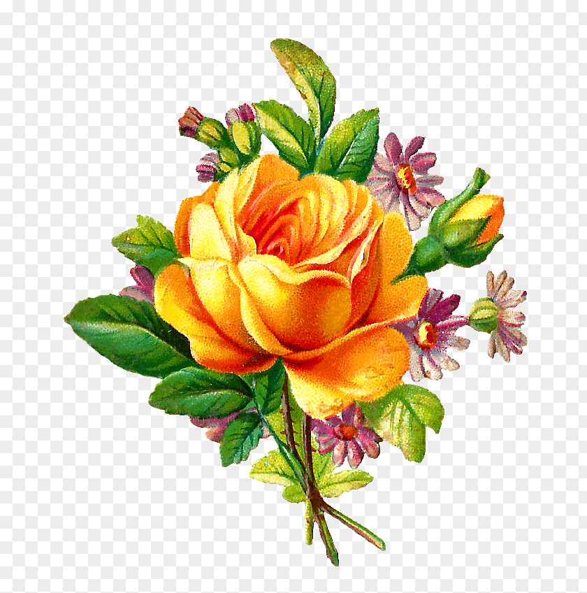 Yellow Rose Flower Antique Clip Art PNG