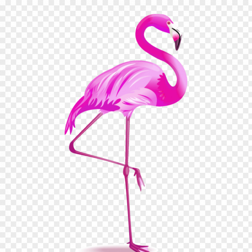 Flamingo Vector Graphics Image Illustration PNG