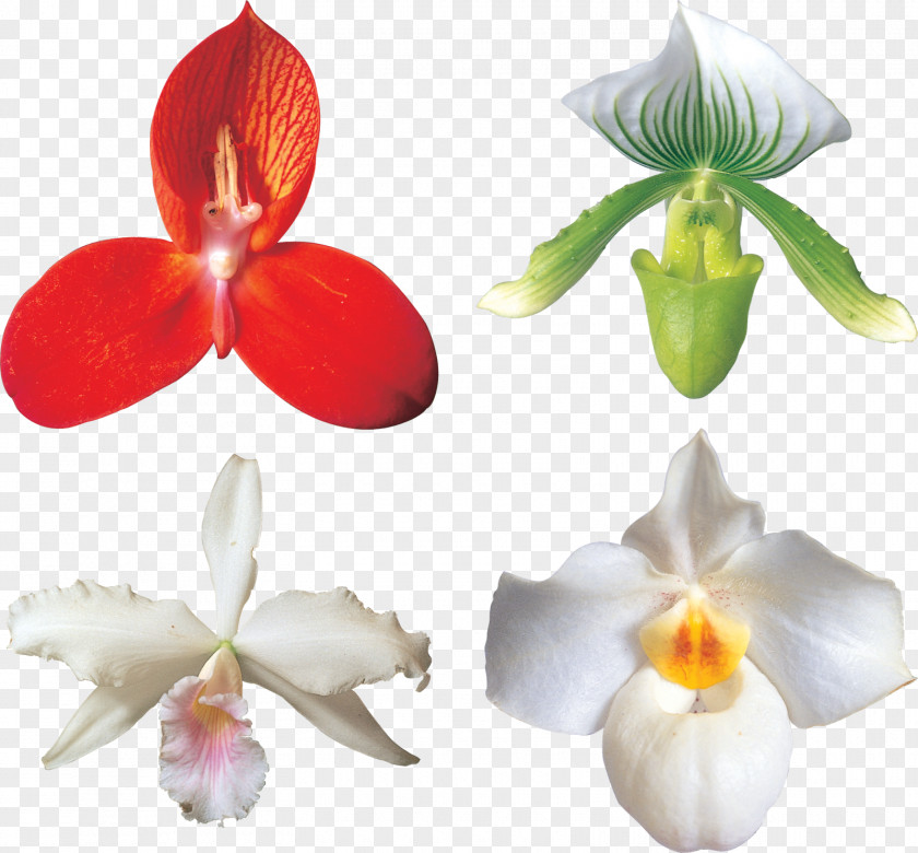 Orchid Flower Moth Orchids Cut Flowers Cattleya PNG