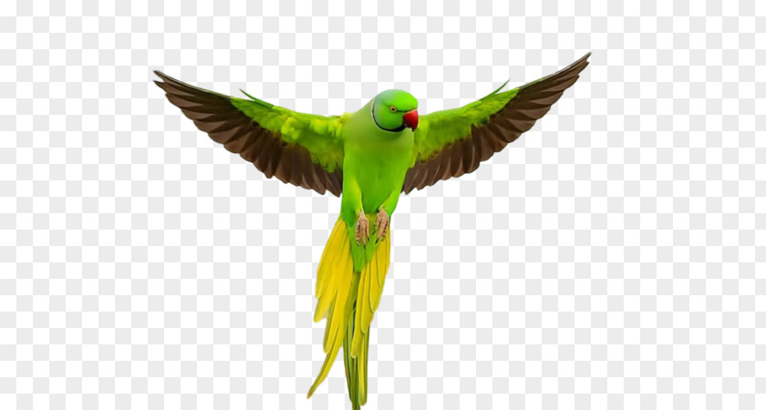 Parrot Lovebird Flight Cockatiel PNG