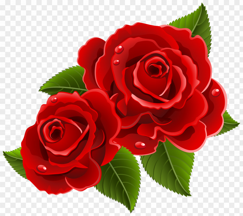 Red Rose Garden Roses Flower Clip Art PNG