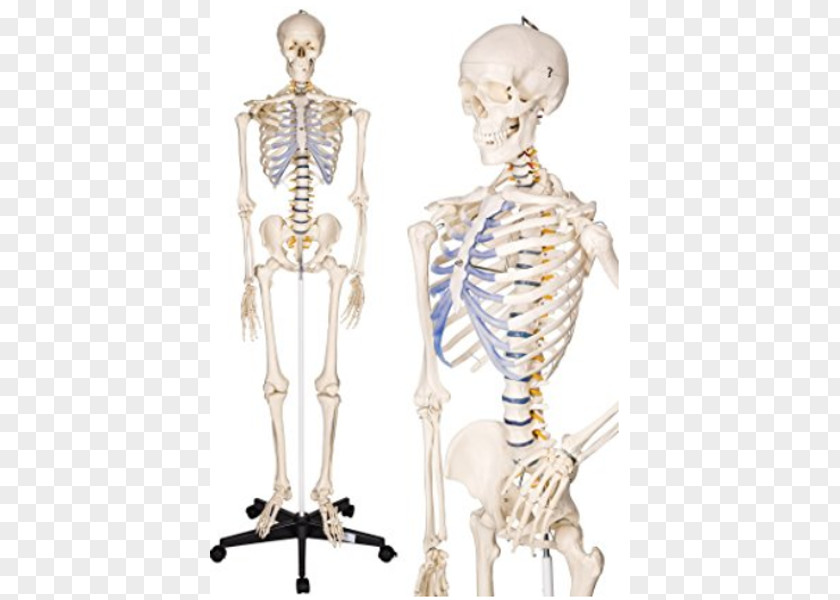 Skeleton Human Anatomy Body The Skeletal System PNG