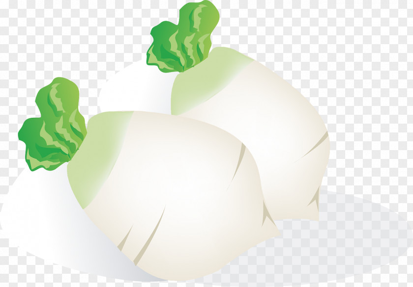 Vegetable Daikon Turnip Root Vegetables Vector Graphics PNG