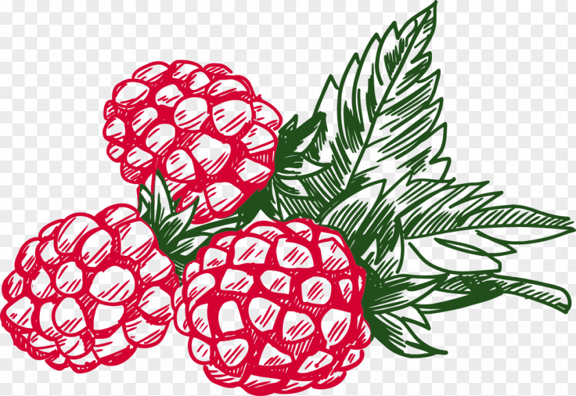 Blackberry Clip Art Raspberry Openclipart PNG