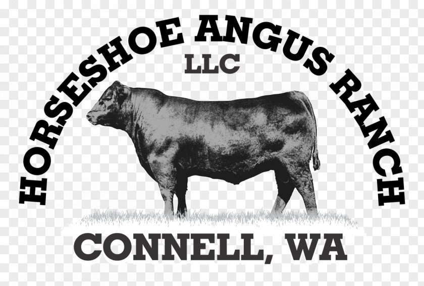 Bull Angus Cattle Hereford Beef Calf PNG