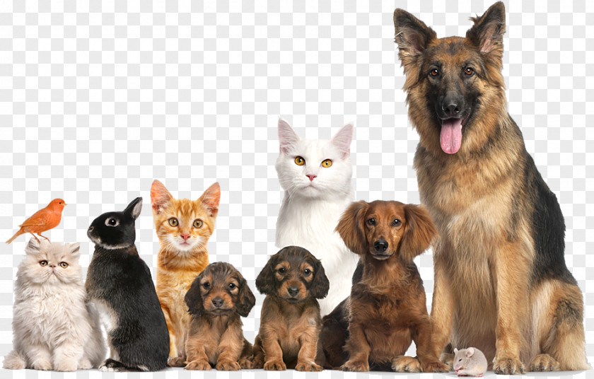 Dog Cat Pet Adoption Animal Shelter PNG